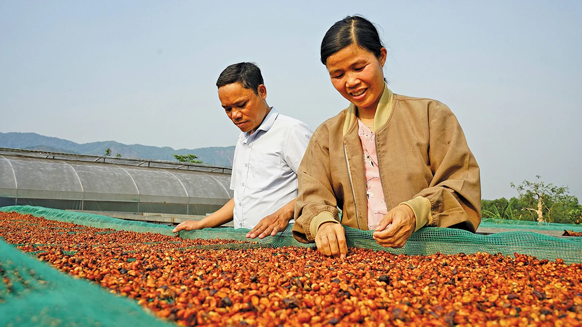 Phát triển cà phê bền vững