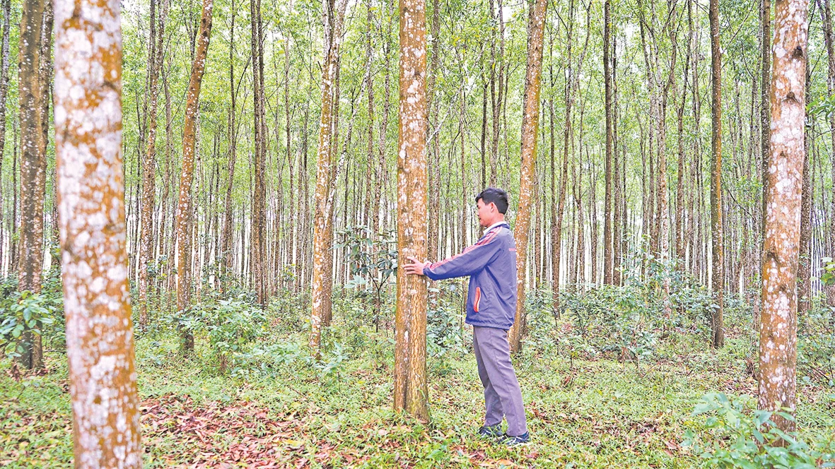 Efforts to make Quang Tri’s woodwork available worldwide