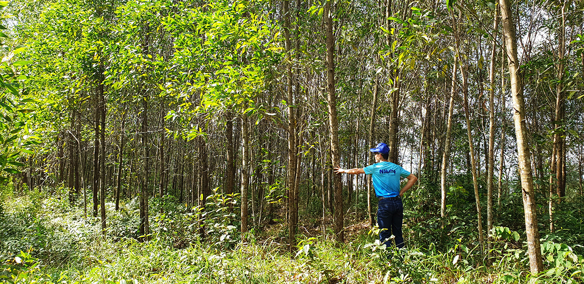 250 ha rừng của người dân Hải Chánh chưa làm được giấy chứng nhận quyền sử dụng đất do xâm canh