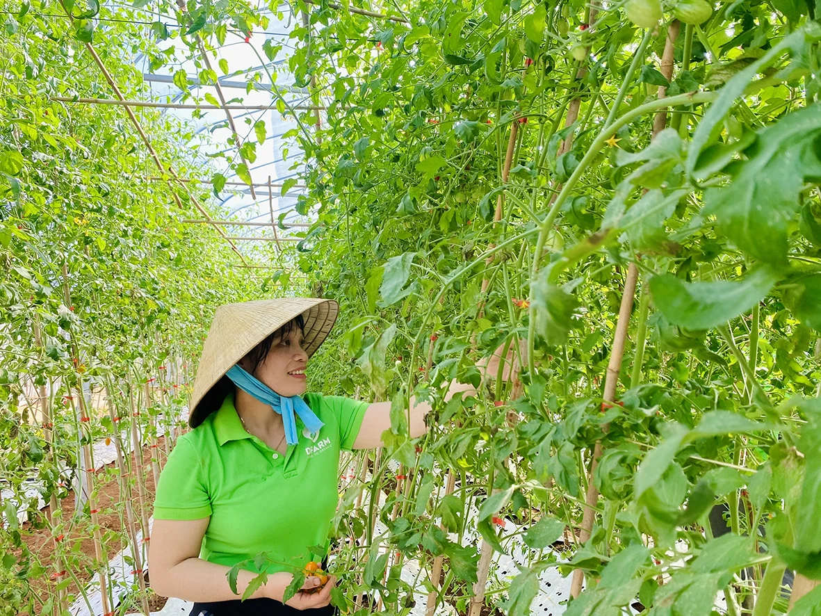 Những bước tiến của ngành nông nghiệp Vĩnh Linh