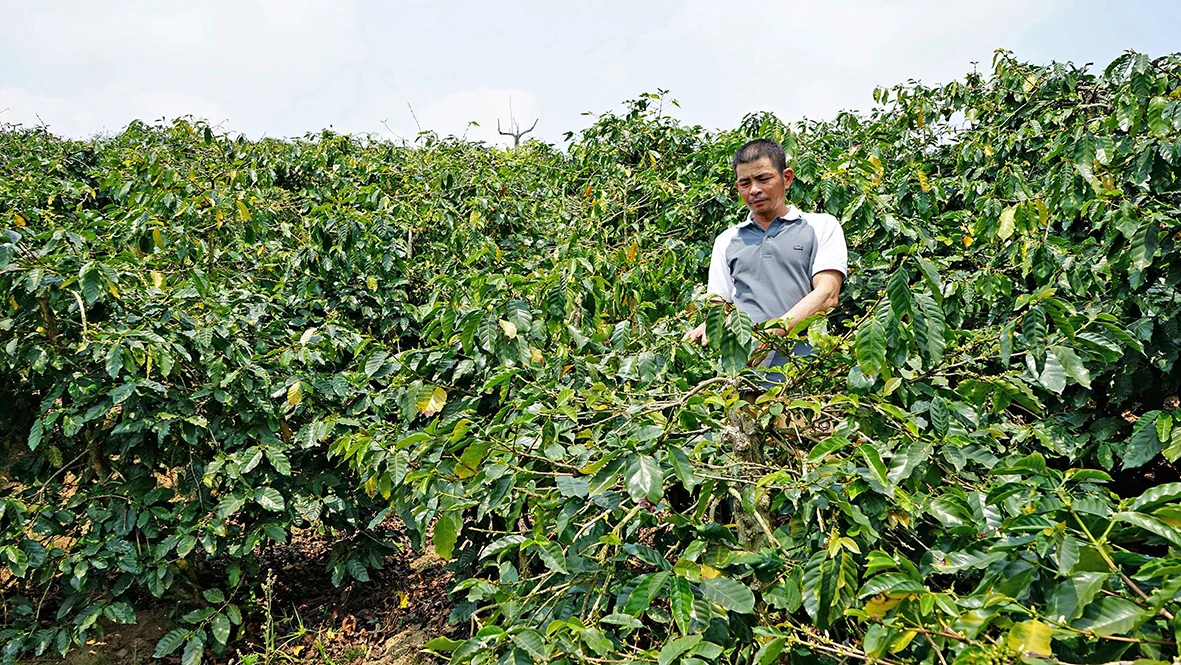 Quang Tri coffee industry faces challenges and opportunities under EUs anti-deforestation regulation