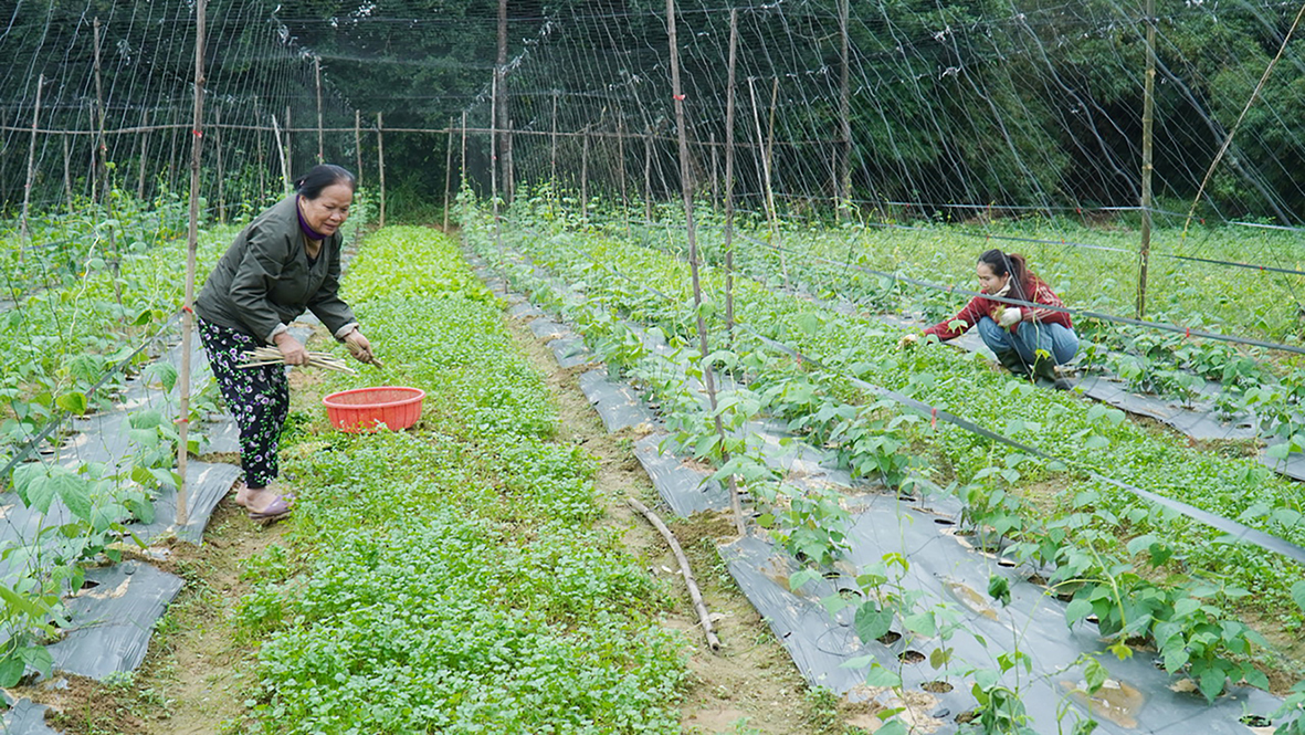 Nông dân Bình Mỹ phát triển diện tích rau màu theo hướng hữu cơ