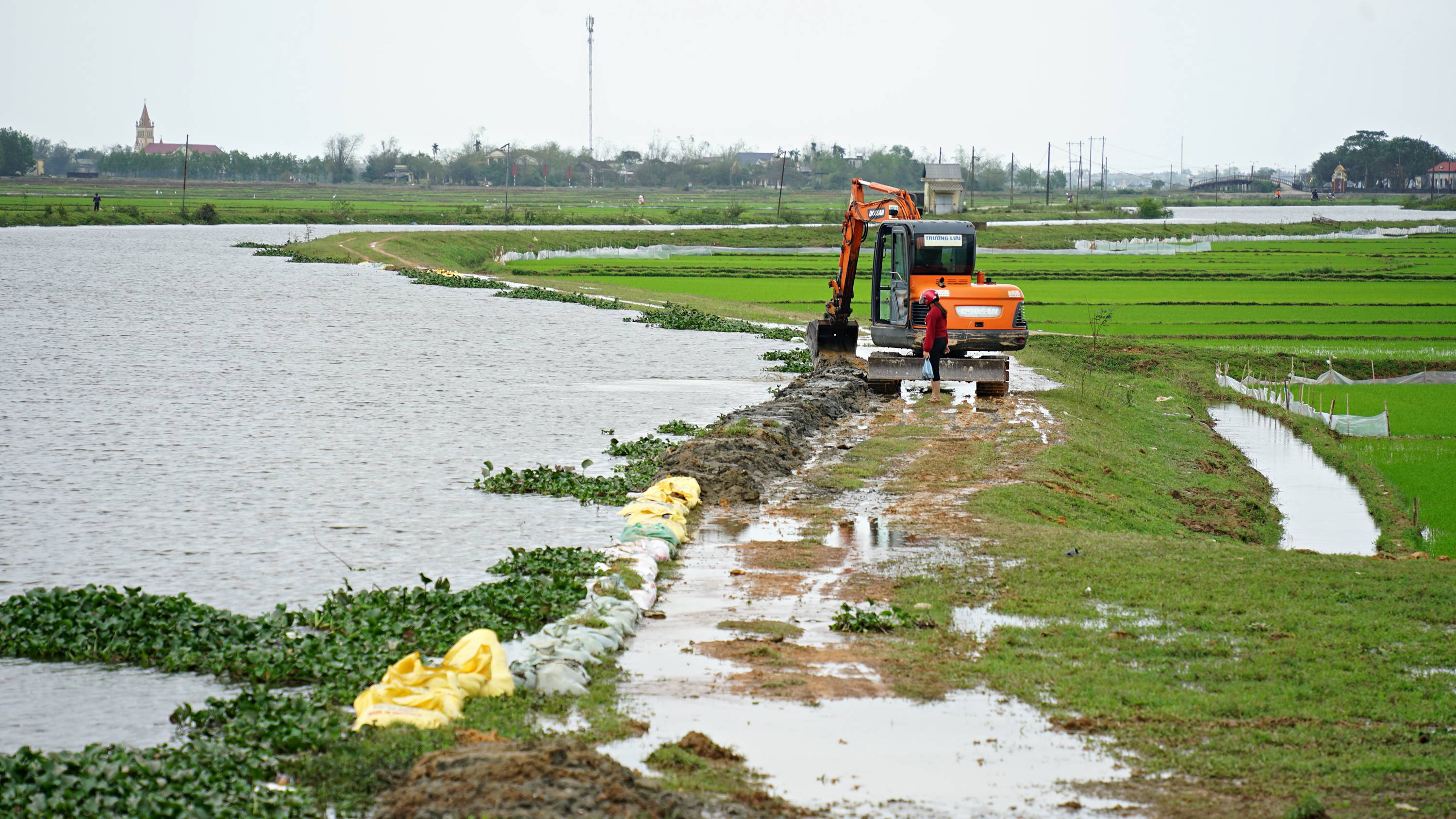 Gần 3.550 ha lúa đang ở giai đoạn đẻ nhánh bị ngập úng