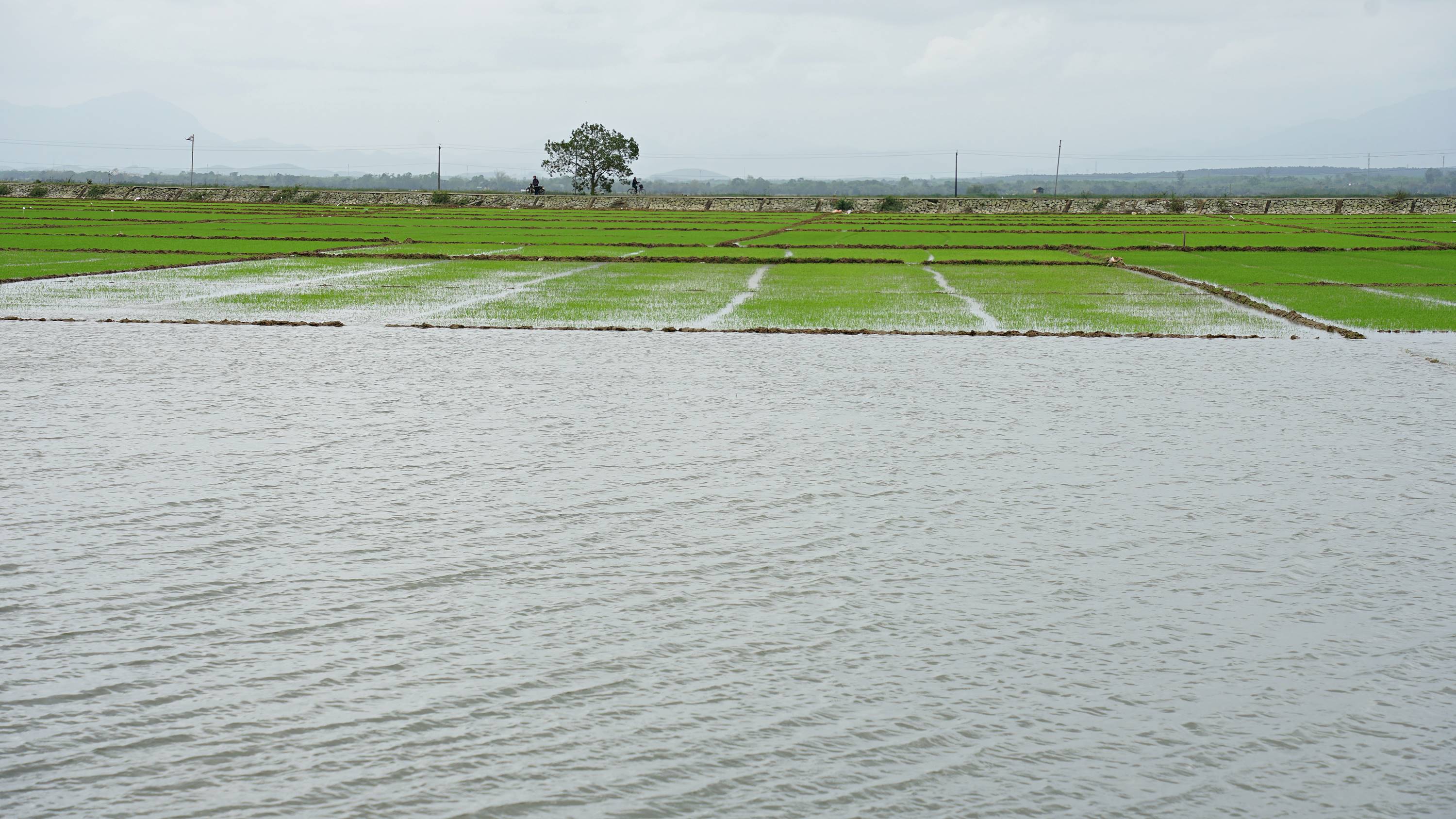 Gần 3.550 ha lúa đang ở giai đoạn đẻ nhánh bị ngập úng