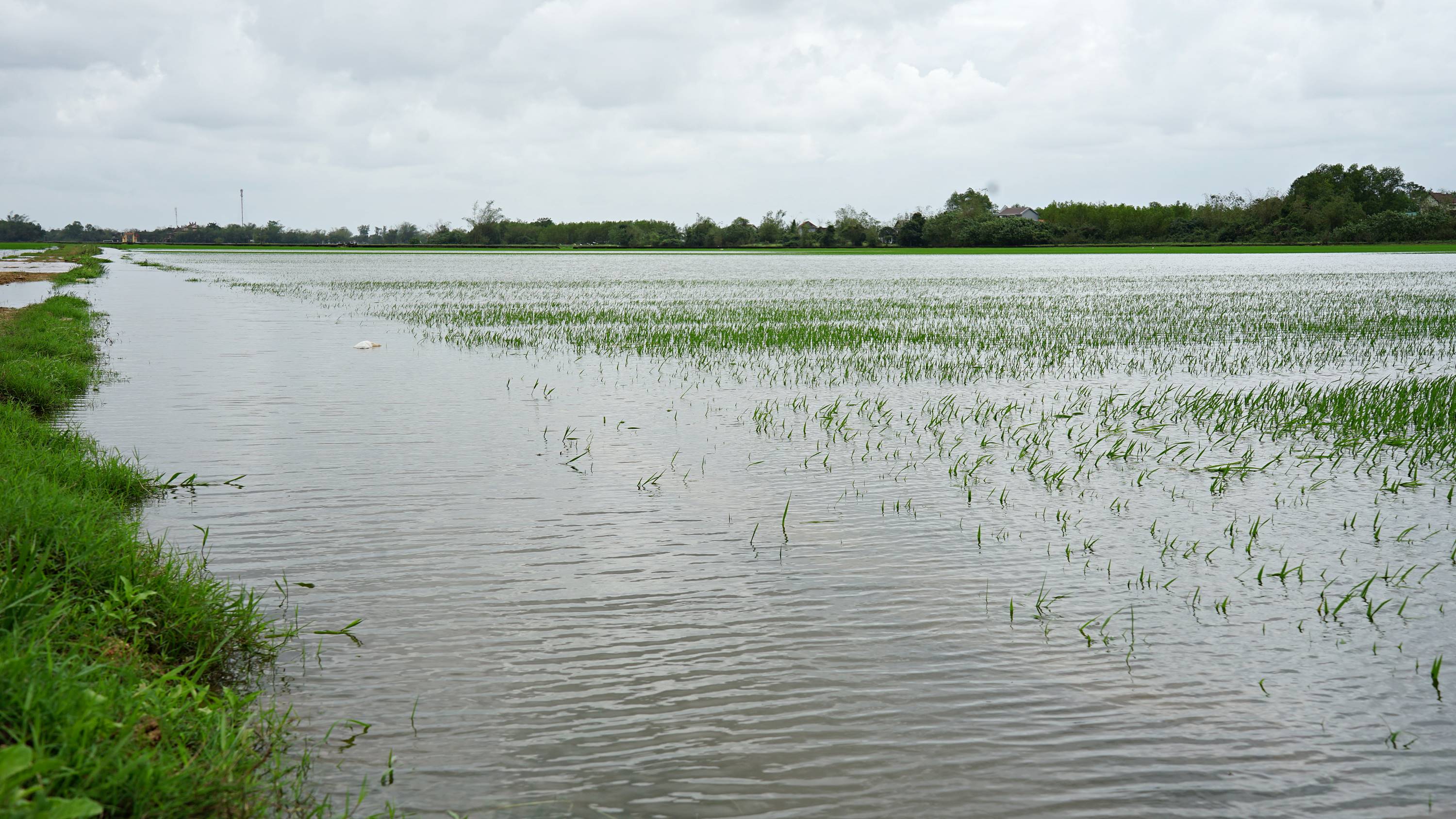 Gần 3.550 ha lúa đang ở giai đoạn đẻ nhánh bị ngập úng