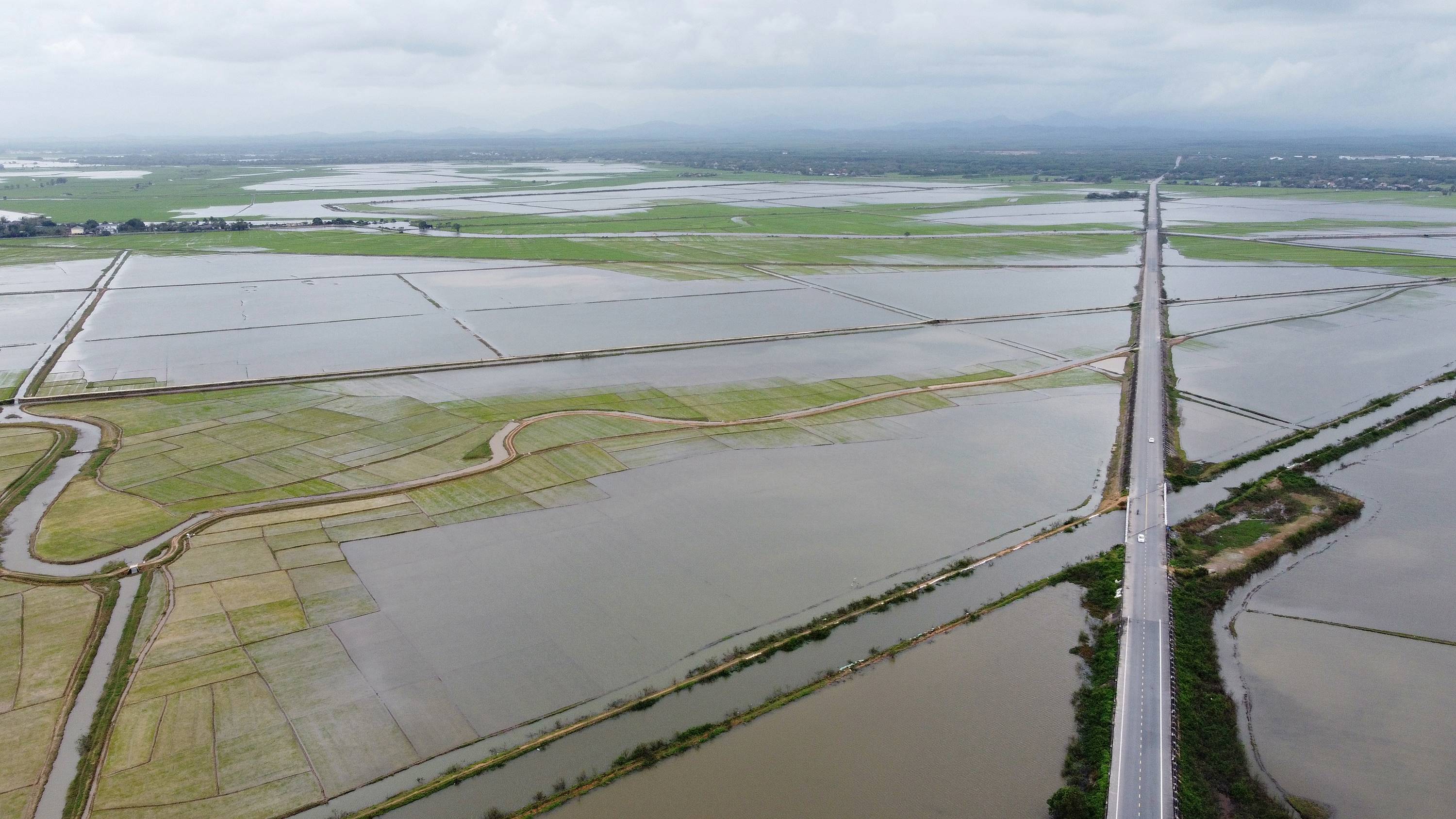 Gần 3.550 ha lúa đang ở giai đoạn đẻ nhánh bị ngập úng