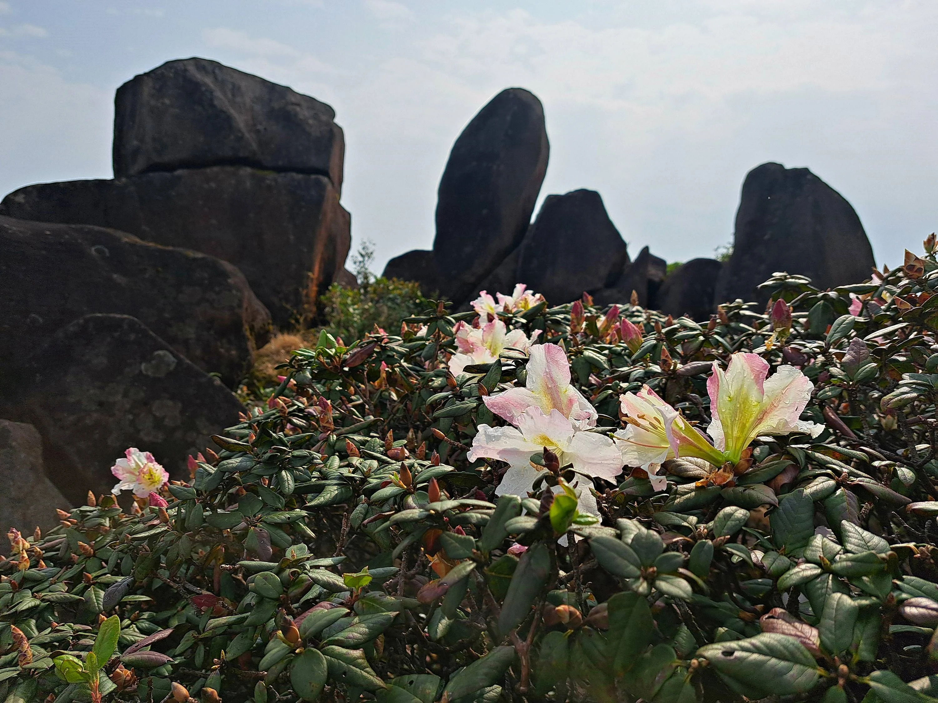 Bac Huong Hoa Nature Reserve: A promising eco-tourism destination