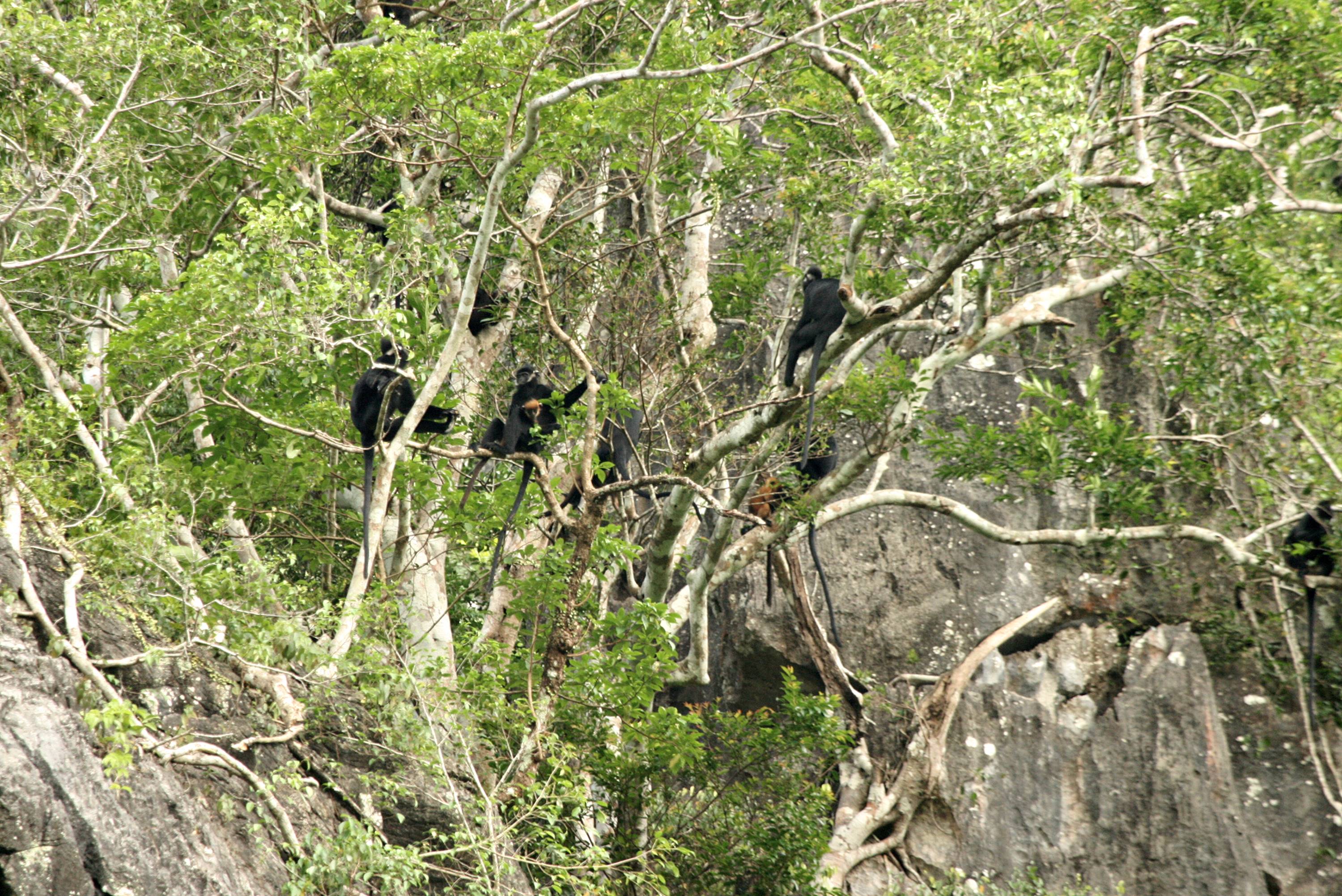 Bac Huong Hoa Nature Reserve: A promising eco-tourism destination