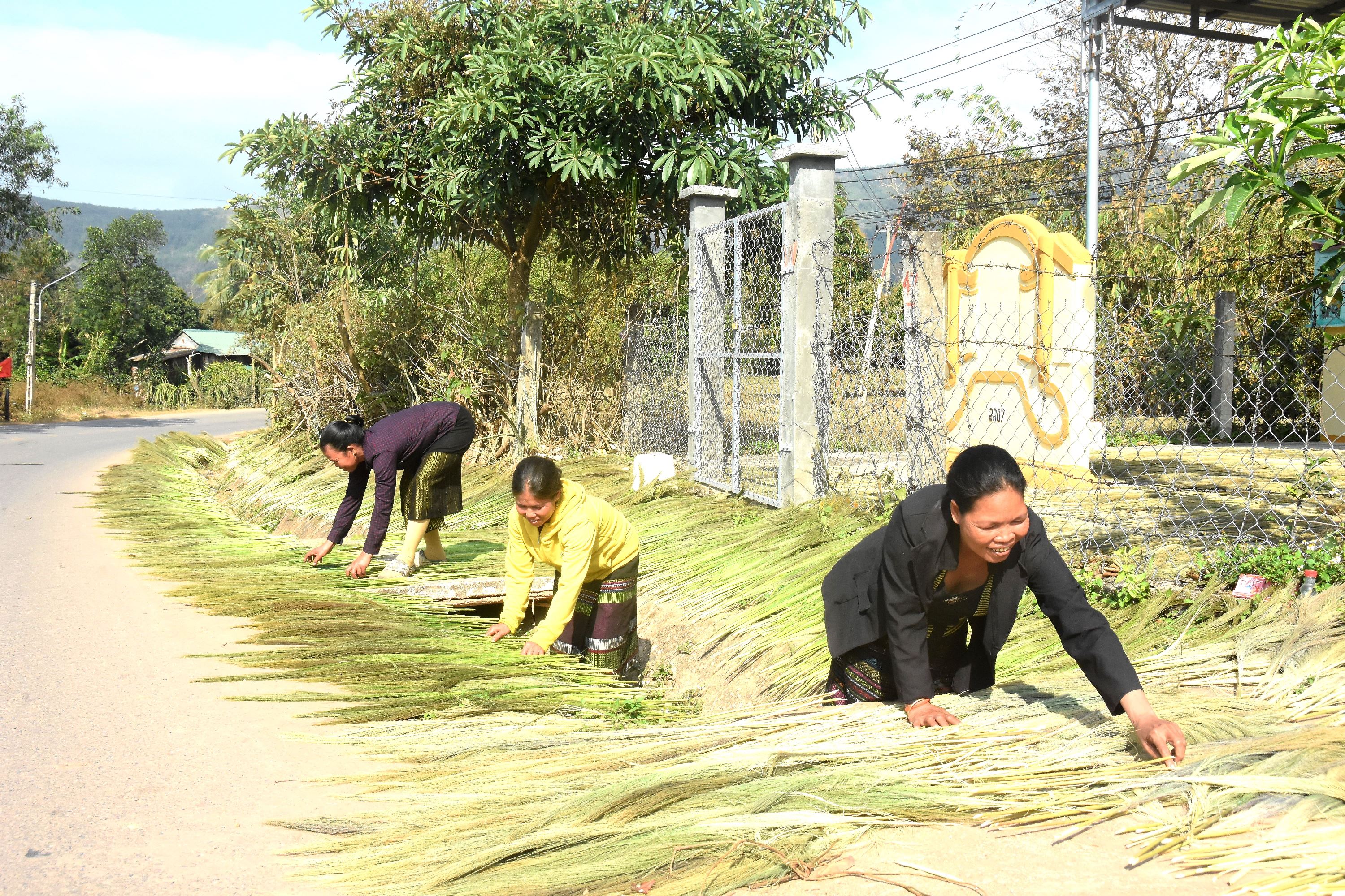 Người dân miền núi bước vào vụ thu hái đót