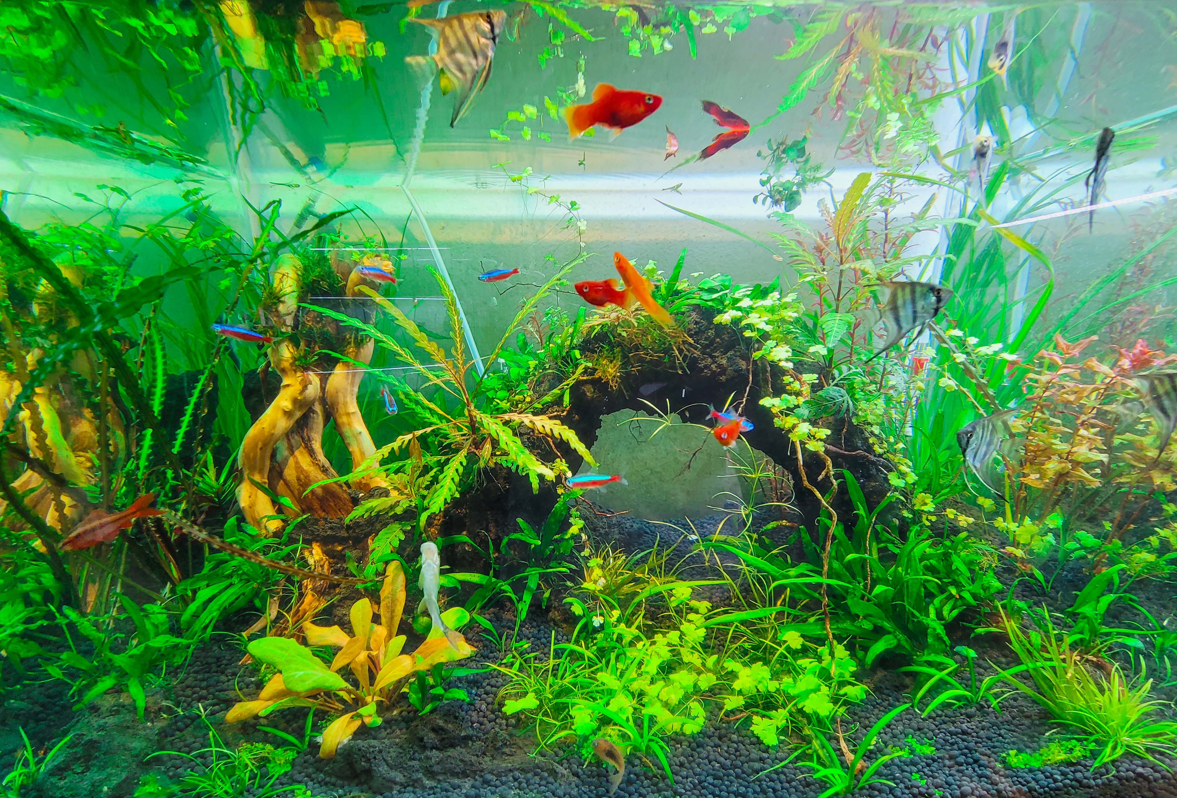 Aquarium hobby – Elegant leisure grows in Quang Tri