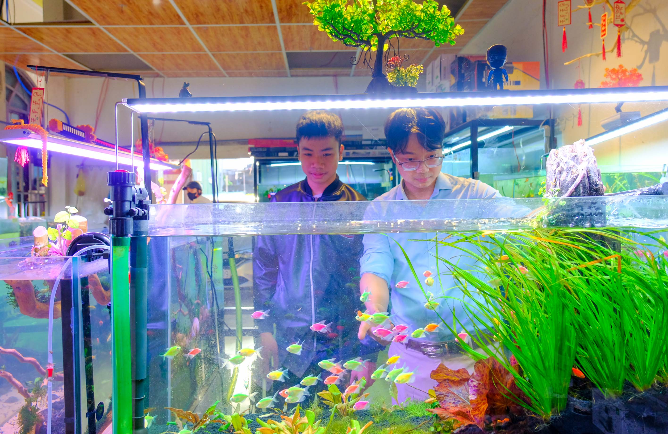 Aquarium hobby – Elegant leisure grows in Quang Tri