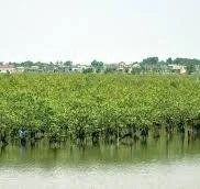 Mở luồng đường thủy nội địa địa phương sông Bắc Phước với chiều dài là 6,21 km