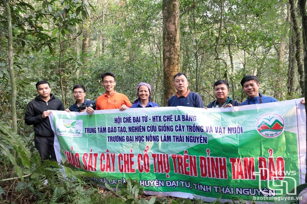 Vén màn bí ẩn chè cổ núi Tam Đảo thuộc địa phận Thái Nguyên - Kỳ 2: Giống chè Shan quý