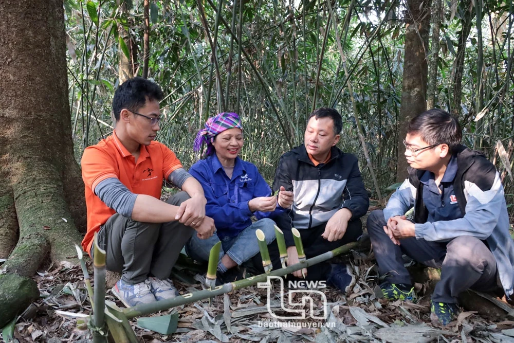 Vén màn bí ẩn chè cổ núi Tam Đảo thuộc địa phận Thái Nguyên - Kỳ 2: Giống chè Shan quý