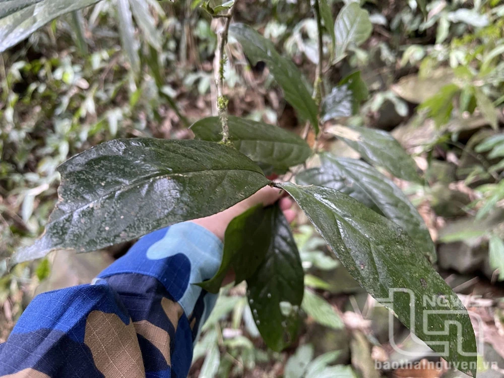 Vén màn bí ẩn chè cổ núi Tam Đảo thuộc địa phận Thái Nguyên - Kỳ 2: Giống chè Shan quý