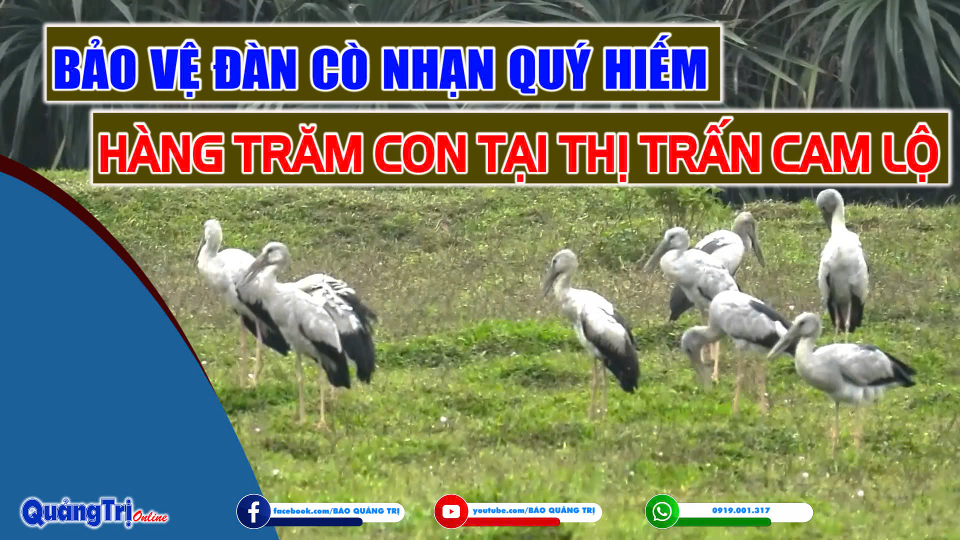Bảo vệ đàn cò nhạn quý hiếm hàng trăm con tại thị trấn Cam Lộ