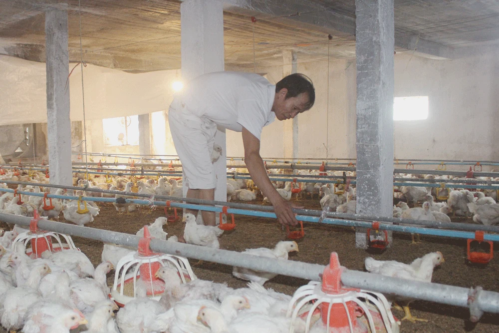 Bảo đảm tối thiểu có trên 80% tổng đàn vật nuôi được tiêm phòng vắc xin