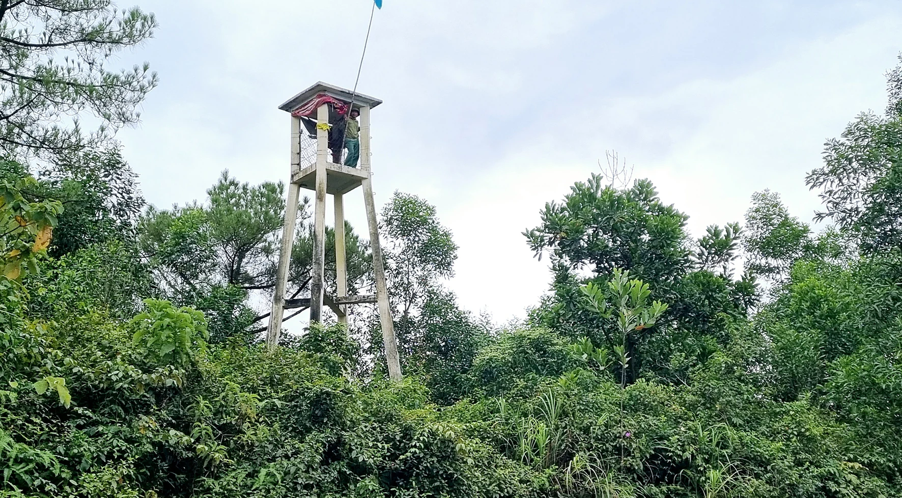 Thị xã Quảng Trị chú trọng bảo vệ và phát triển rừng