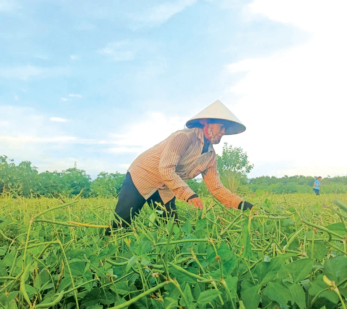 Nhiều giải pháp nâng cao thu nhập cho người dân khu vực nông thôn