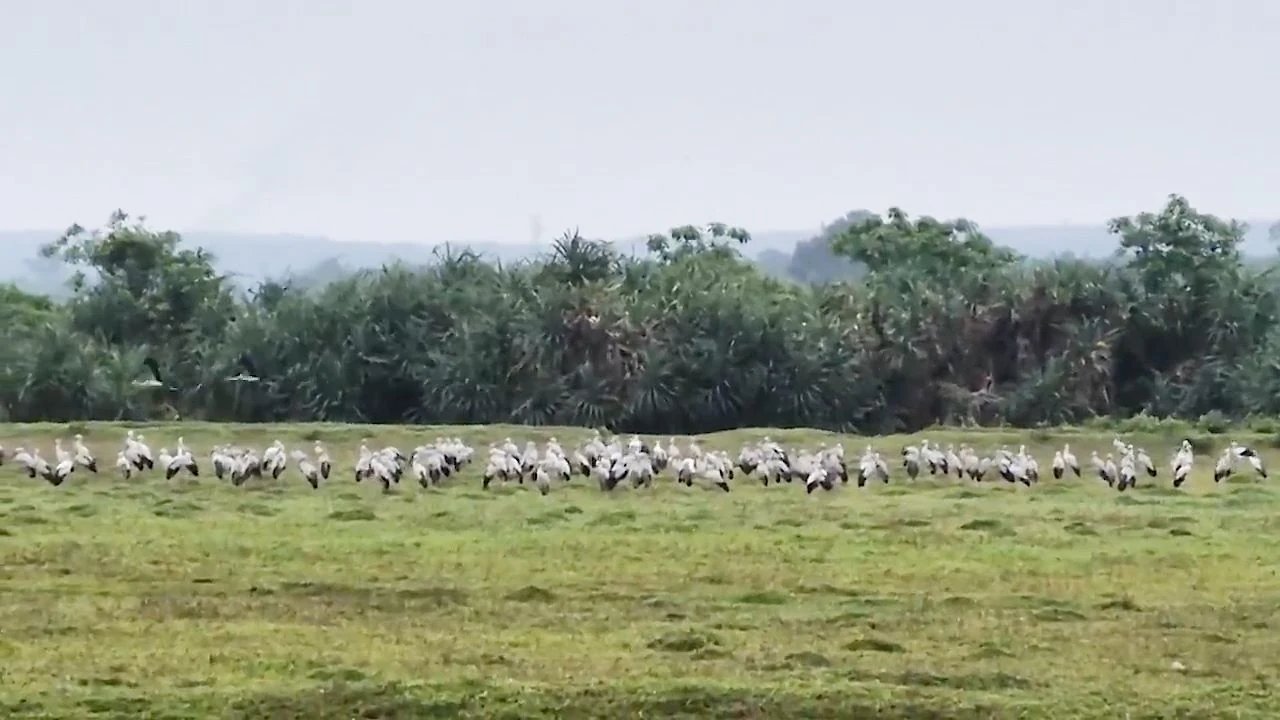Hundreds of r are s wallow s torks s potted in Cam Lo