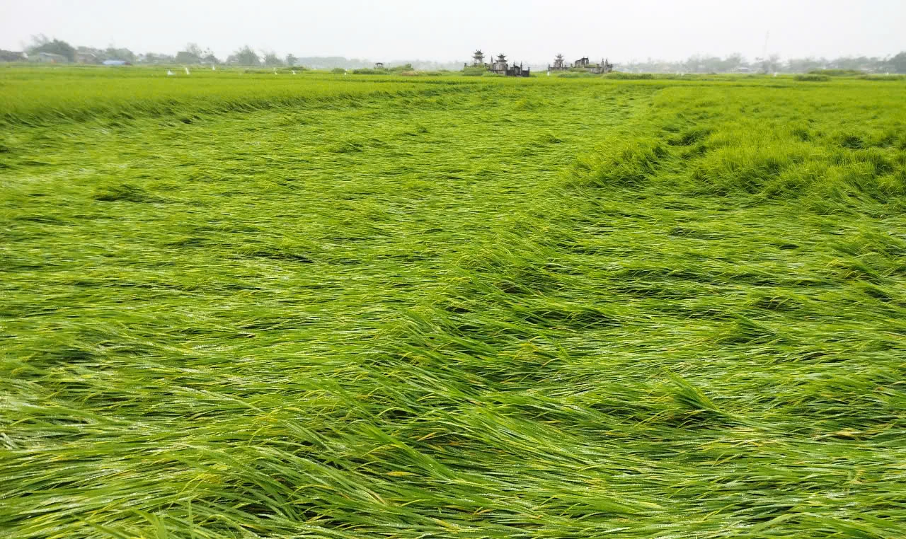 932 ha lúa bị ngã đổ do mưa to, gió mạnh