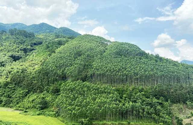 Chuyển mục đích sử dụng rừng trồng để thực hiện một số dự án tại huyện Cam Lộ