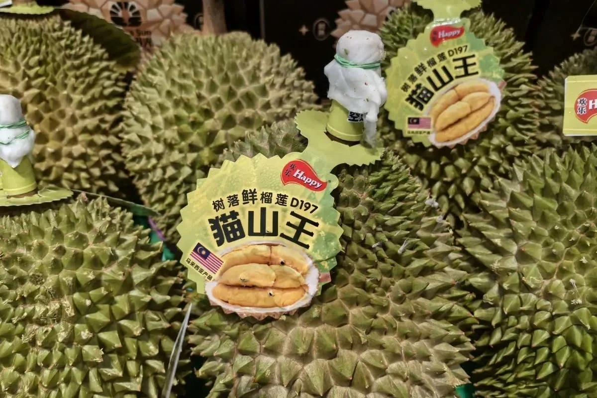 Sầu riêng canh tác tự nhiên của Malaysia chinh phục thị trường Trung Quốc