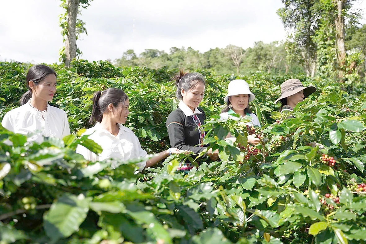 Phát huy vai trò kinh tế tập thể trong xây dựng nông thôn mới