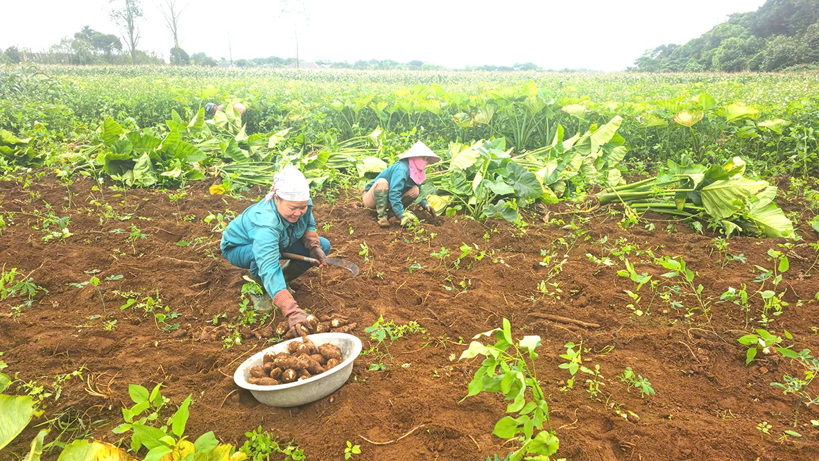 Cần có giải pháp khắc phục tình trạng đất ruộng bị bỏ hoang vụ hè thu