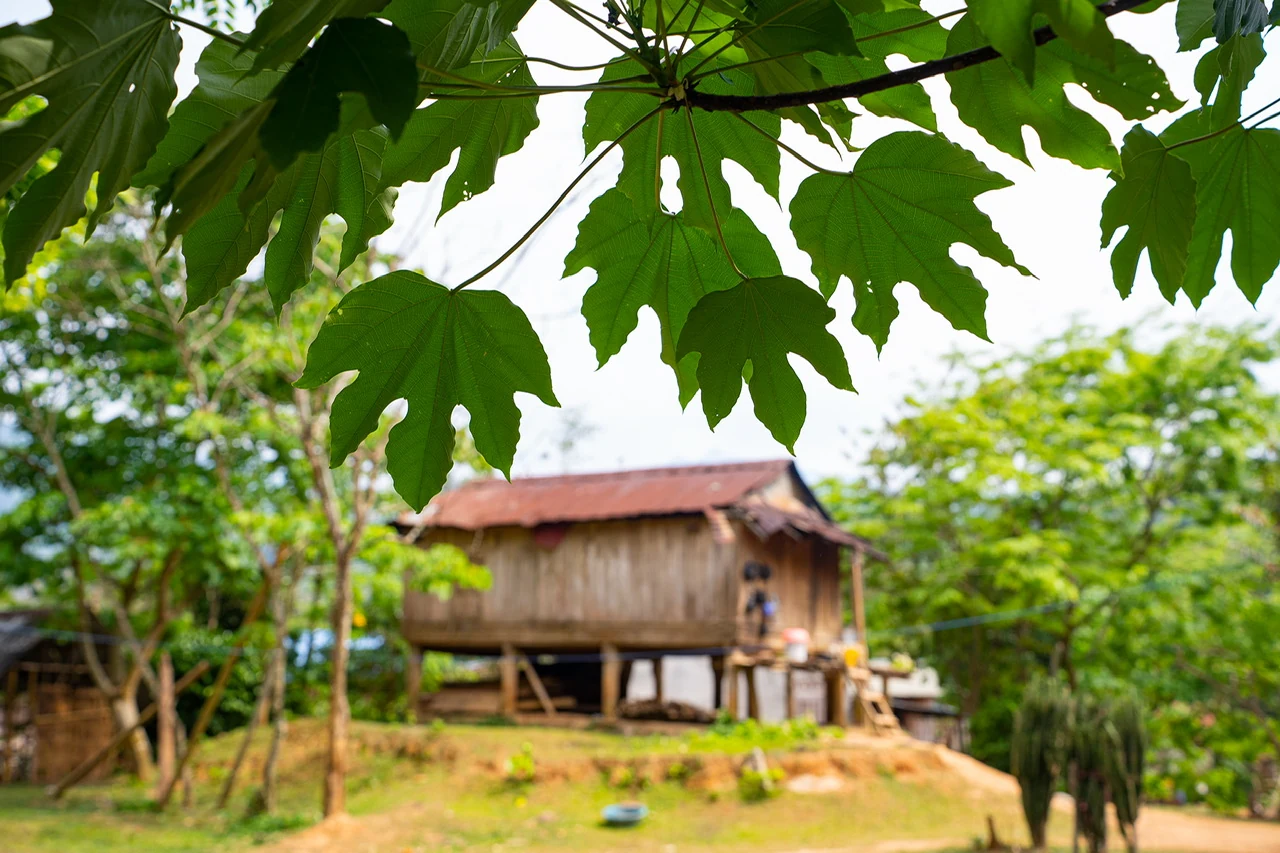 Phóng sự ảnh: Tinh khôi mùa hoa trẩu
