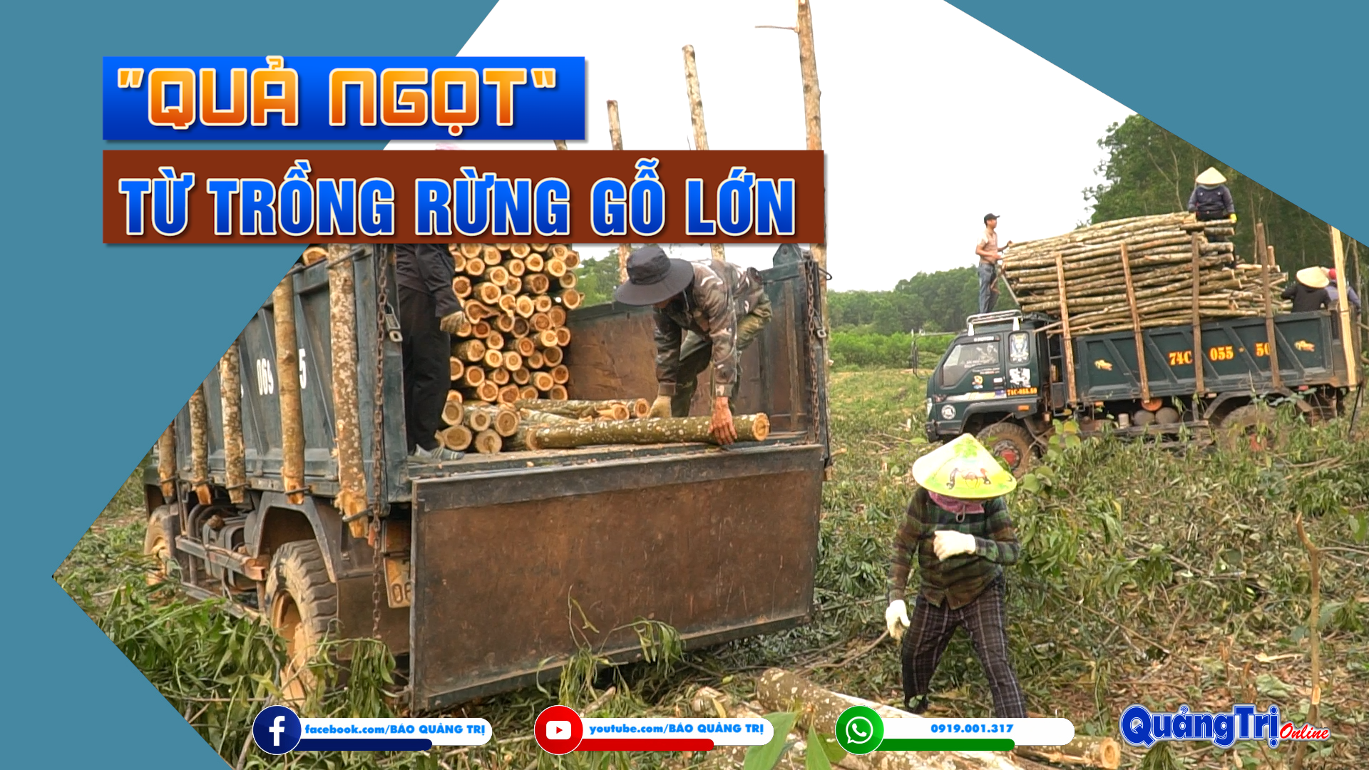 Quả ngọt từ trồng rừng gỗ lớn