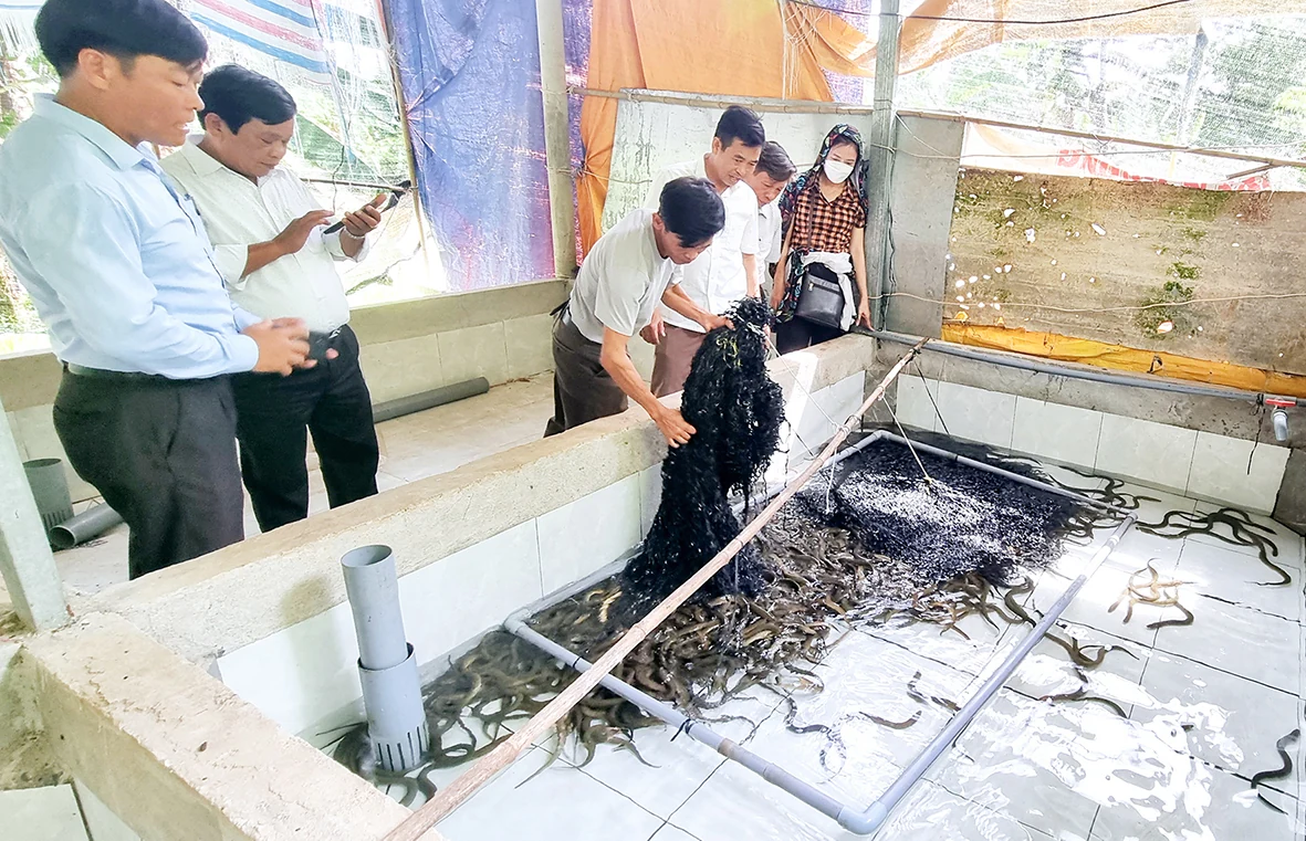 Chú trọng phát triển kinh tế nông nghiệp hiệu quả, bền vững ở thị xã Quảng Trị