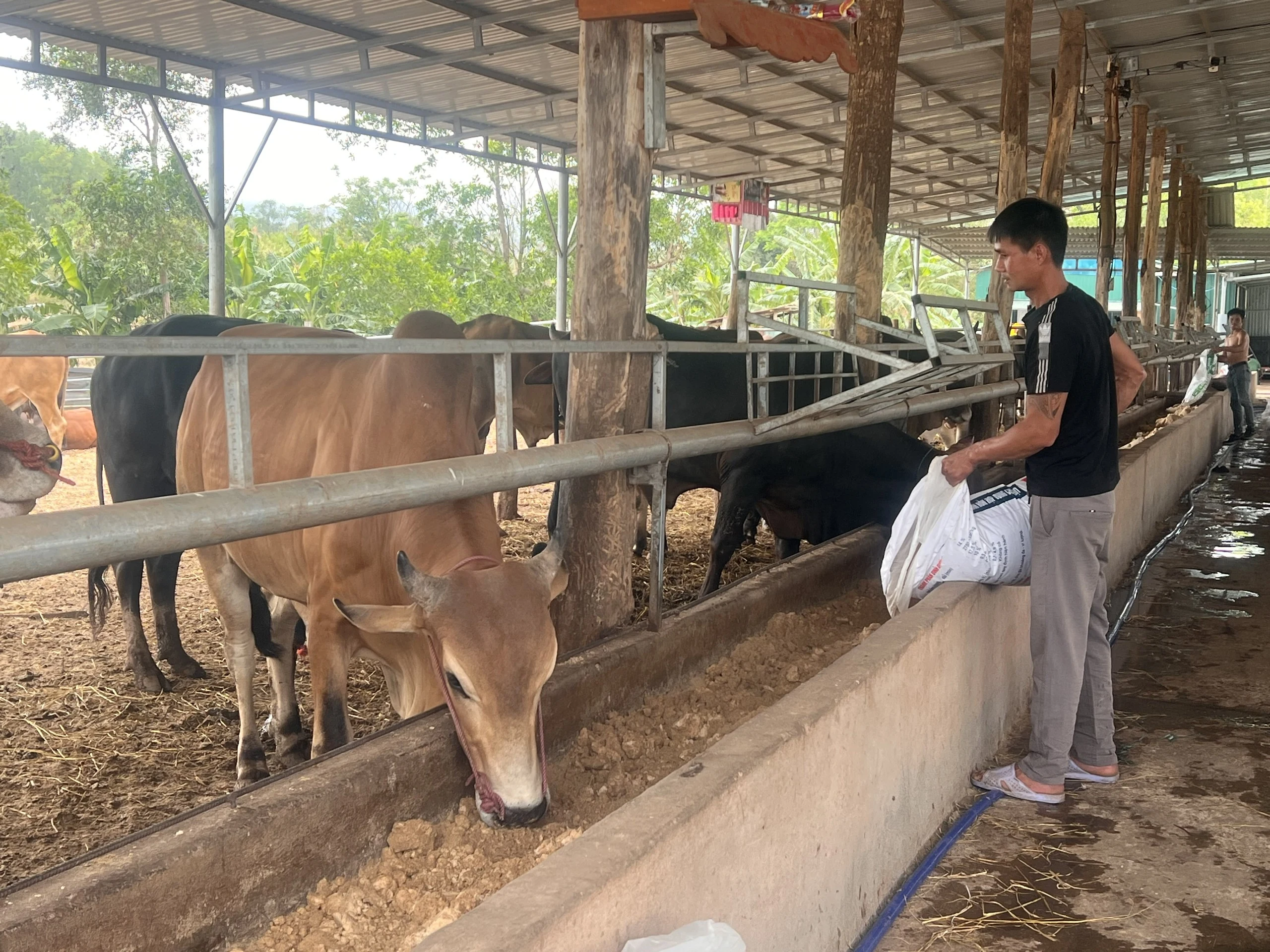 Người nuôi bò gặp khó do thị trường tiêu thụ hẹp, giá thấp