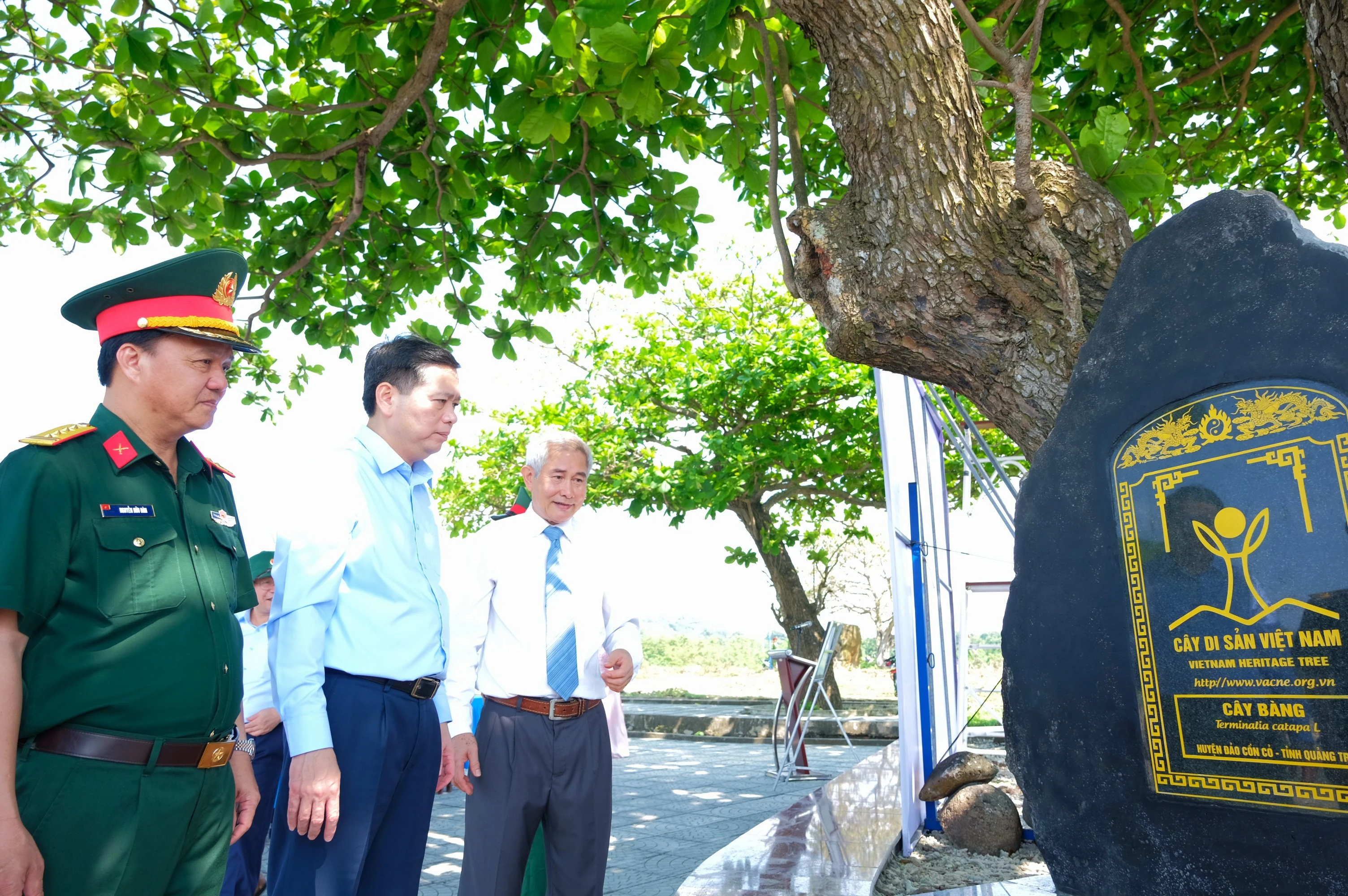 Con Co Island’s centuries-old trees granted heritage status