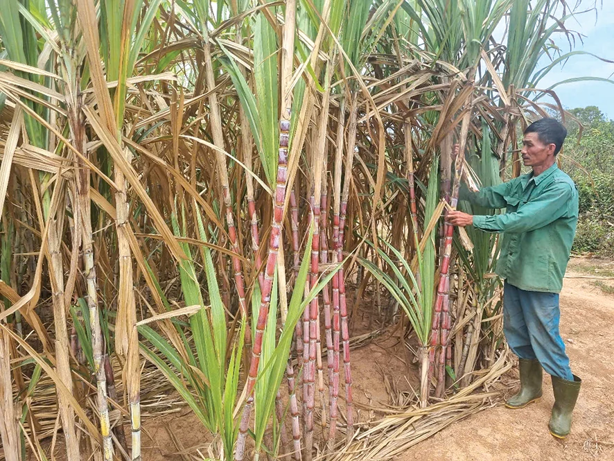 Khơi dậy phong trào làm vườn cho người dân Hướng Hóa