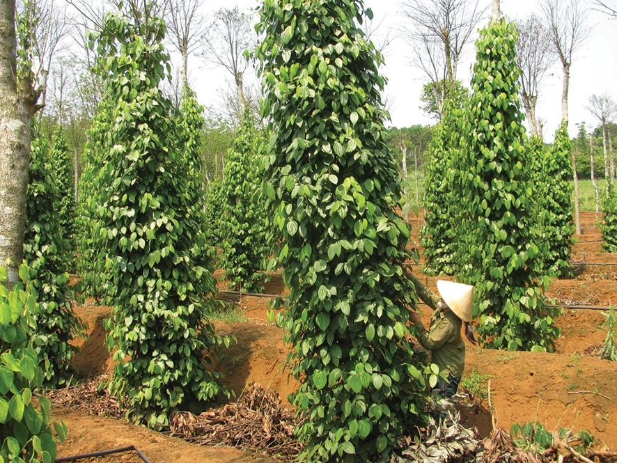 Bây giờ đôi bờ Bến Hải 