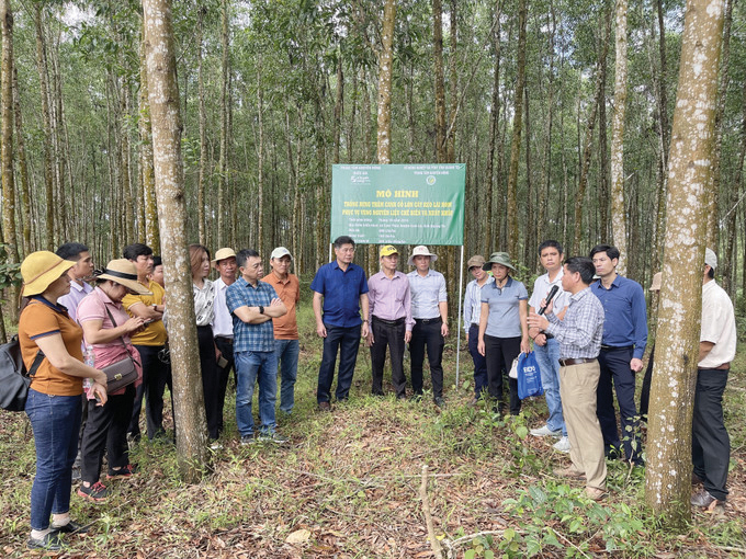 Lợi ích kép từ trồng rừng FSC