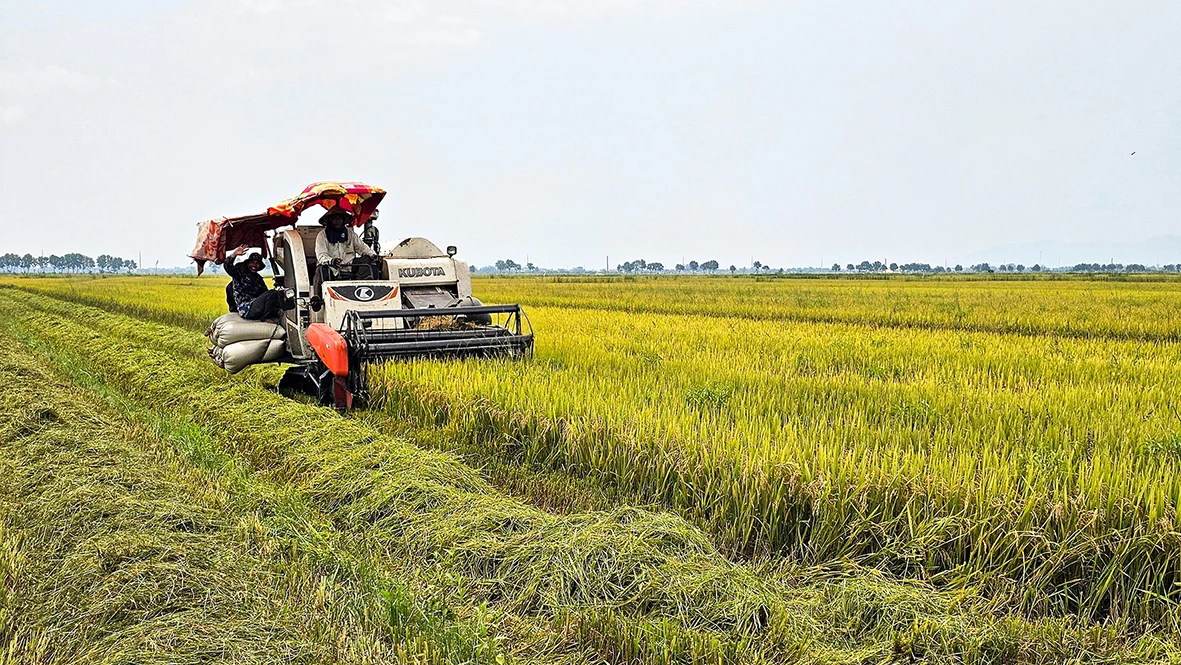 Lúa vụ đông xuân năng suất giảm, giá thấp