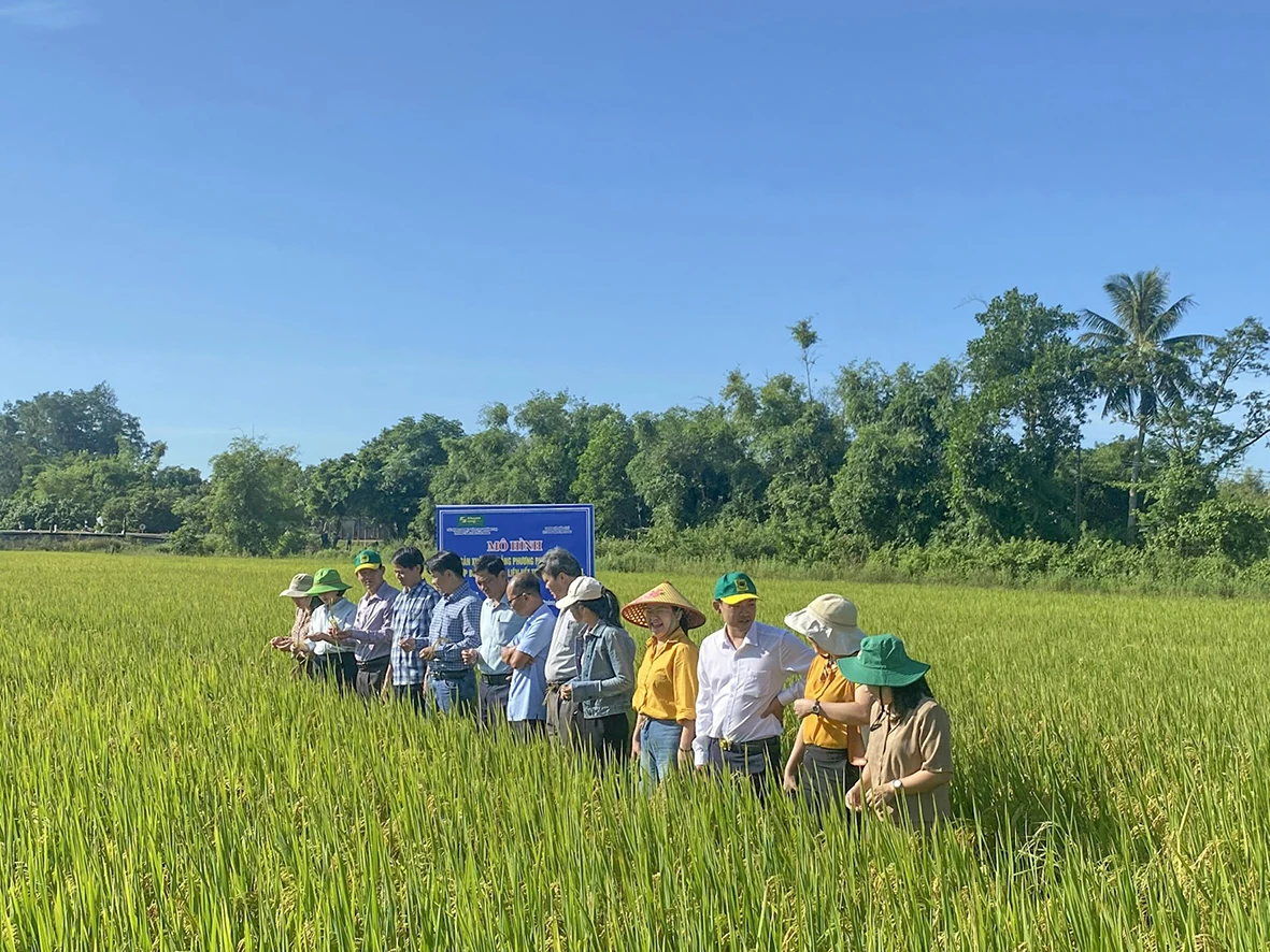 Không ngừng làm mới bộ giống lúa chủ lực của tỉnh