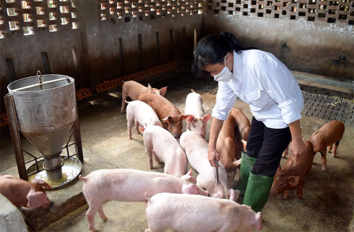 Bổ sung lợn thịt là đối tượng tiêm vắc xin lở mồm long móng