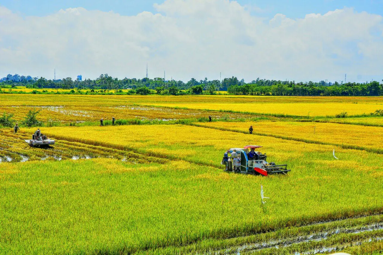 Phê duyệt 7.557,95 ha vùng quy hoạch trồng lúa có năng suất, chất lượng cao