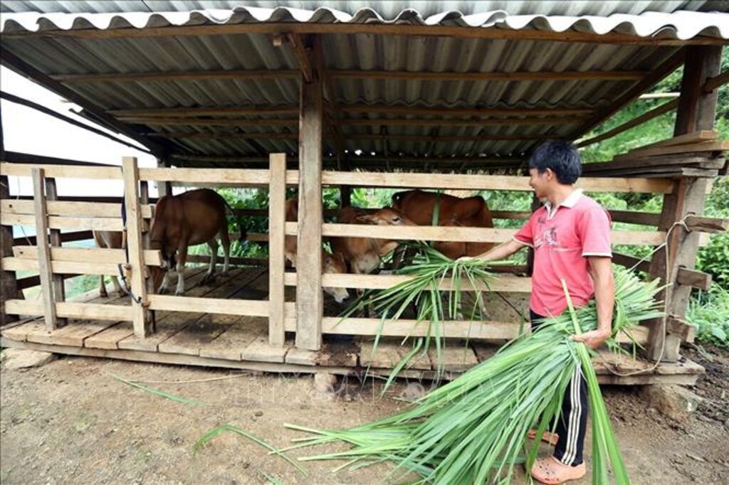 Vĩnh Linh: Khó khăn trong thu hồi vốn đa dạng hóa sinh kế, phát triển mô hình giảm nghèo