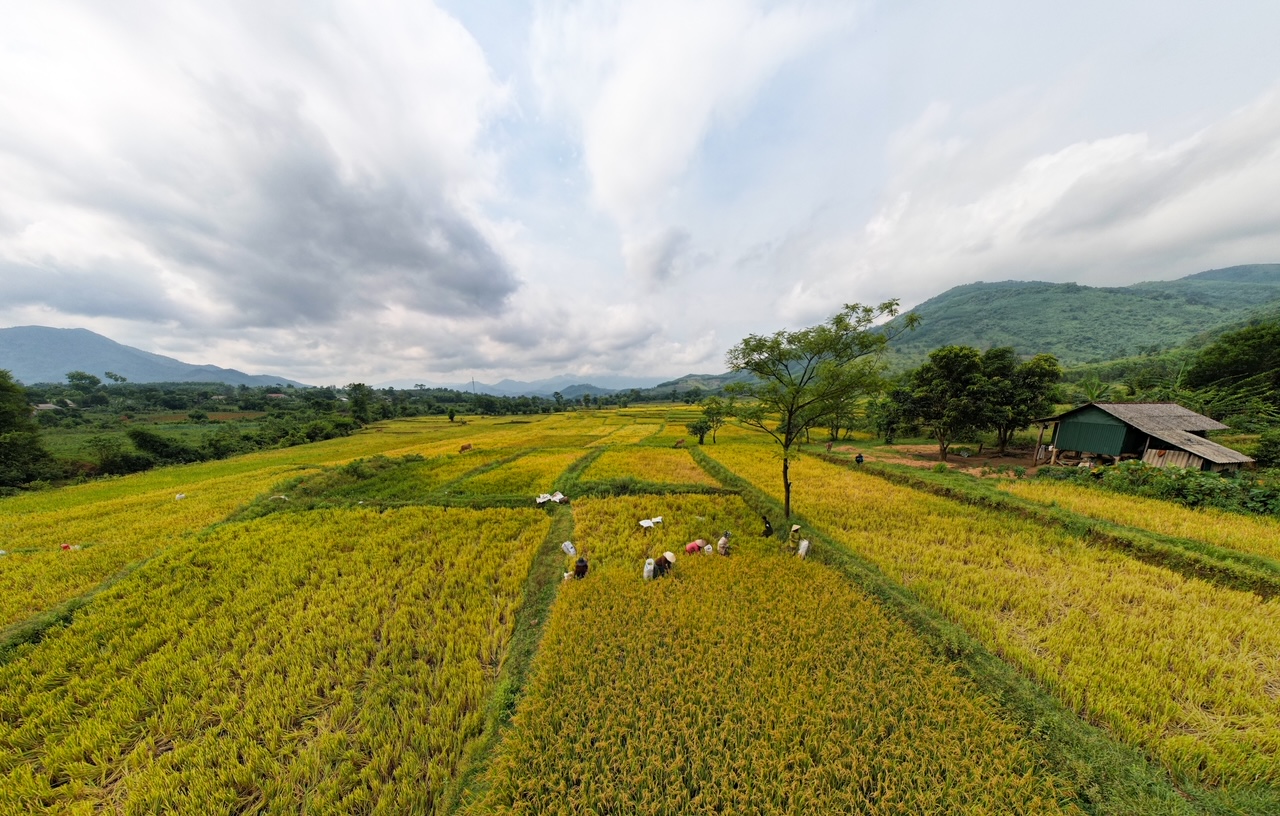 Phóng sự ảnh: “Mùa vàng” trên rẻo cao