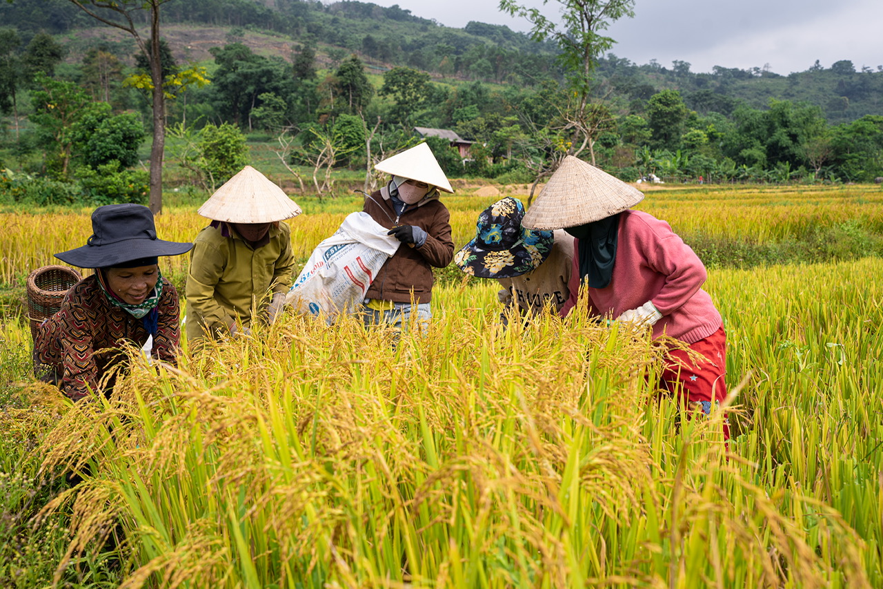 Phóng sự ảnh: “Mùa vàng” trên rẻo cao