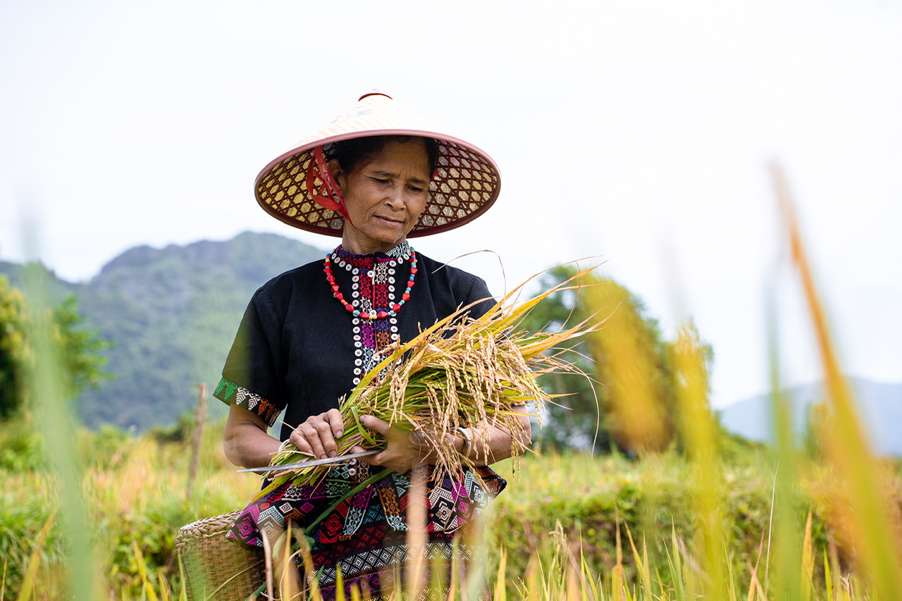 Phóng sự ảnh: “Mùa vàng” trên rẻo cao