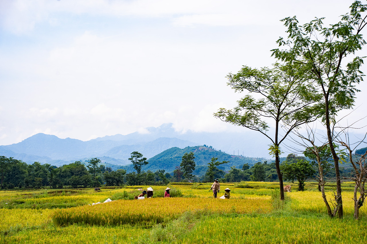 Phóng sự ảnh: “Mùa vàng” trên rẻo cao