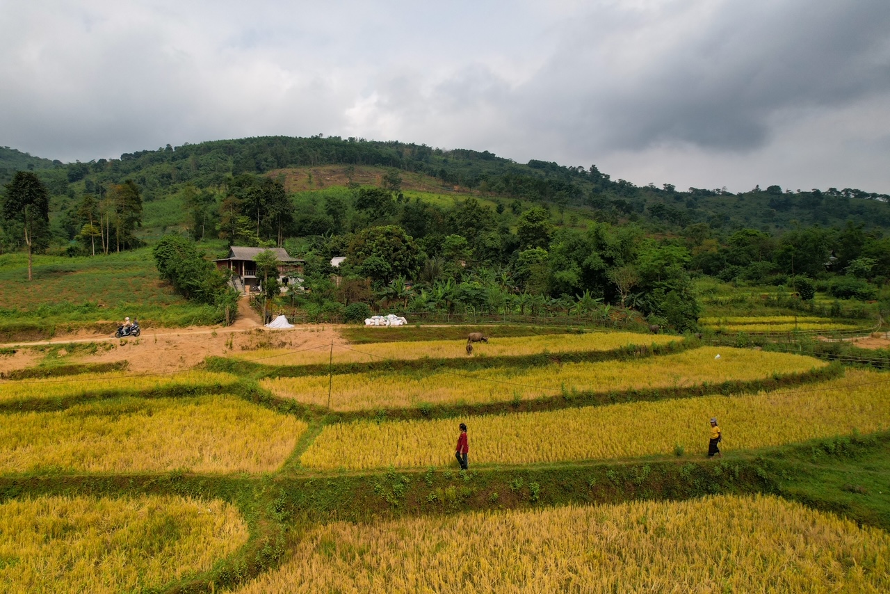 Phóng sự ảnh: “Mùa vàng” trên rẻo cao