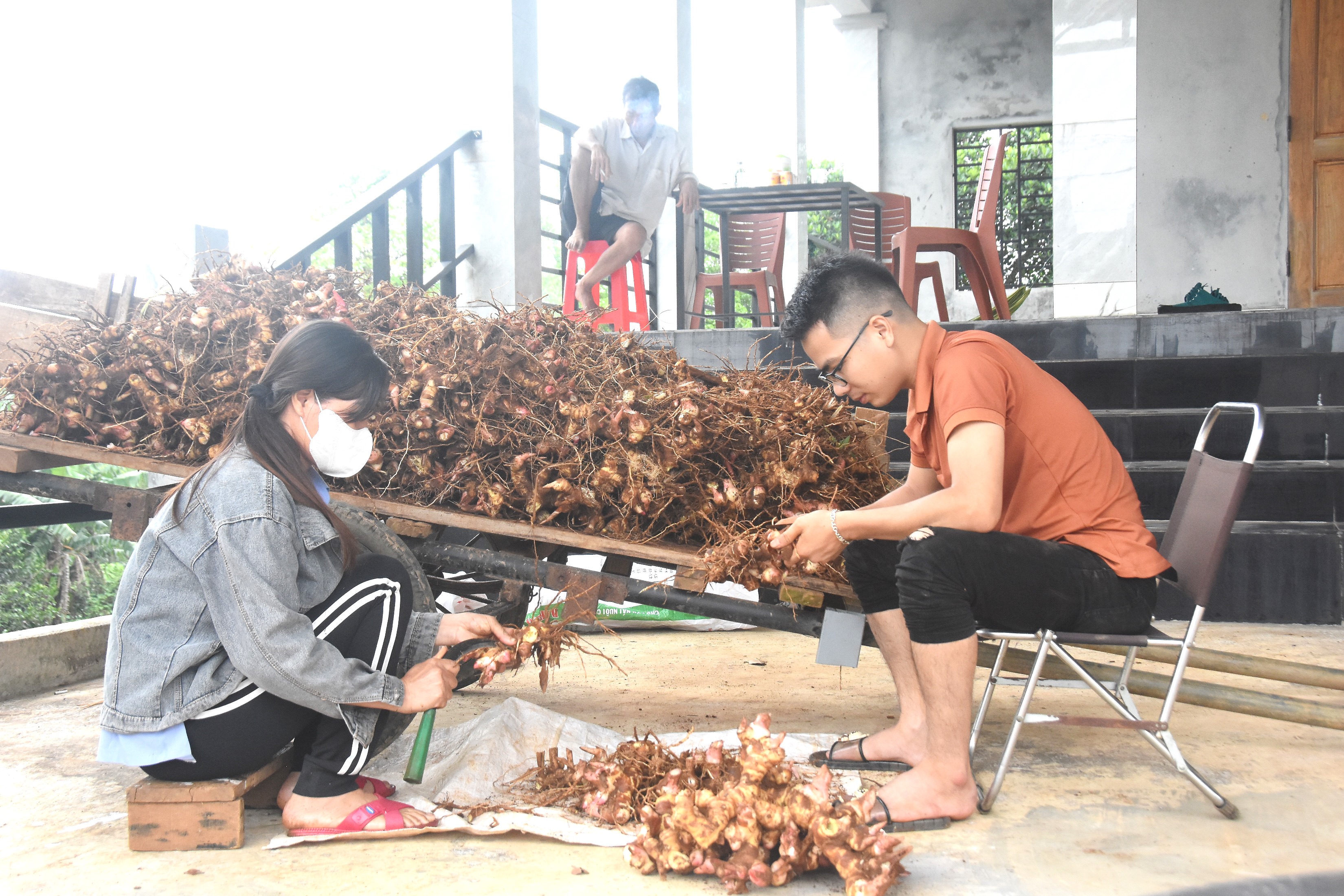 Nông dân vùng Cùa thu nhập khá từ cây riềng