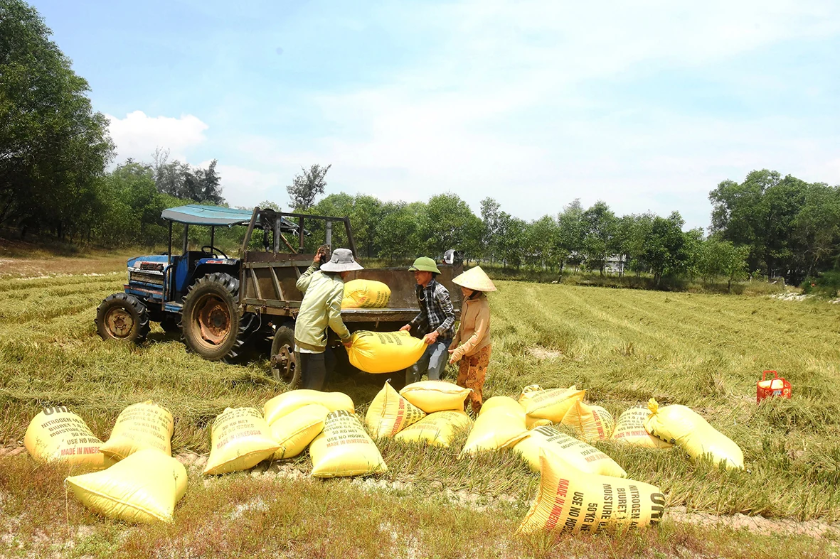 Những “hạt vàng” trên đồng cát Hà Tây