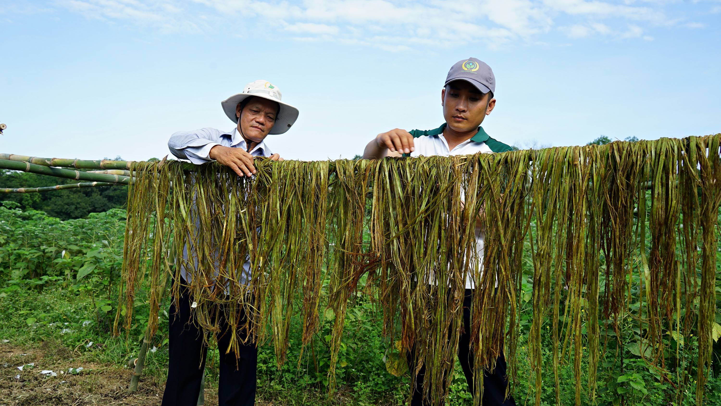 Hội nghị đầu bờ mô hình trồng thử nghiệm cây gai xanh
